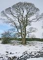 Tree 1